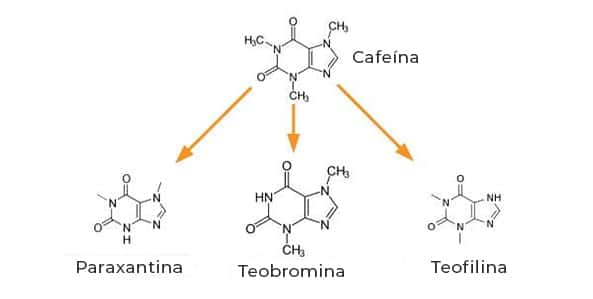 metabolitos de la cafeína